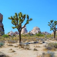 Stoned & Dusted Camp, Joshua Tree, CA