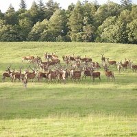 Lowther Deer Park, Penrith
