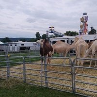 Chemung County Fairgrounds, Horseheads, NY