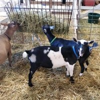 Rock County Fairgrounds, Janesville, WI